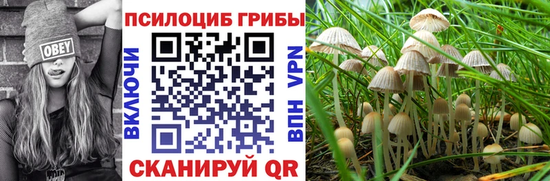 Псилоцибиновые грибы Psilocybine cubensis где можно купить наркотик Нахабино